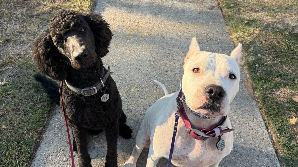 4 week Basic Obedience Board & Train