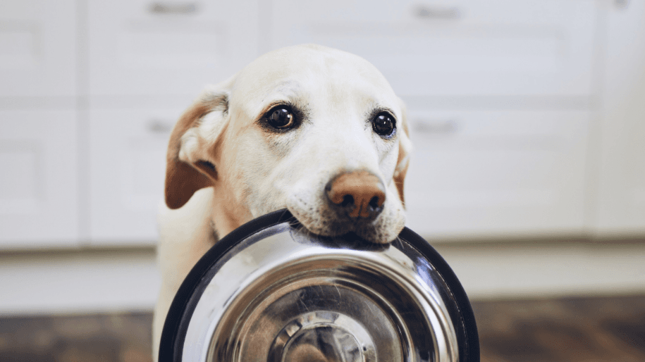 The Nourished Pup Cookbook
