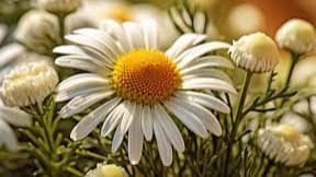 Chamomile: A Timeless Brew of Serenity