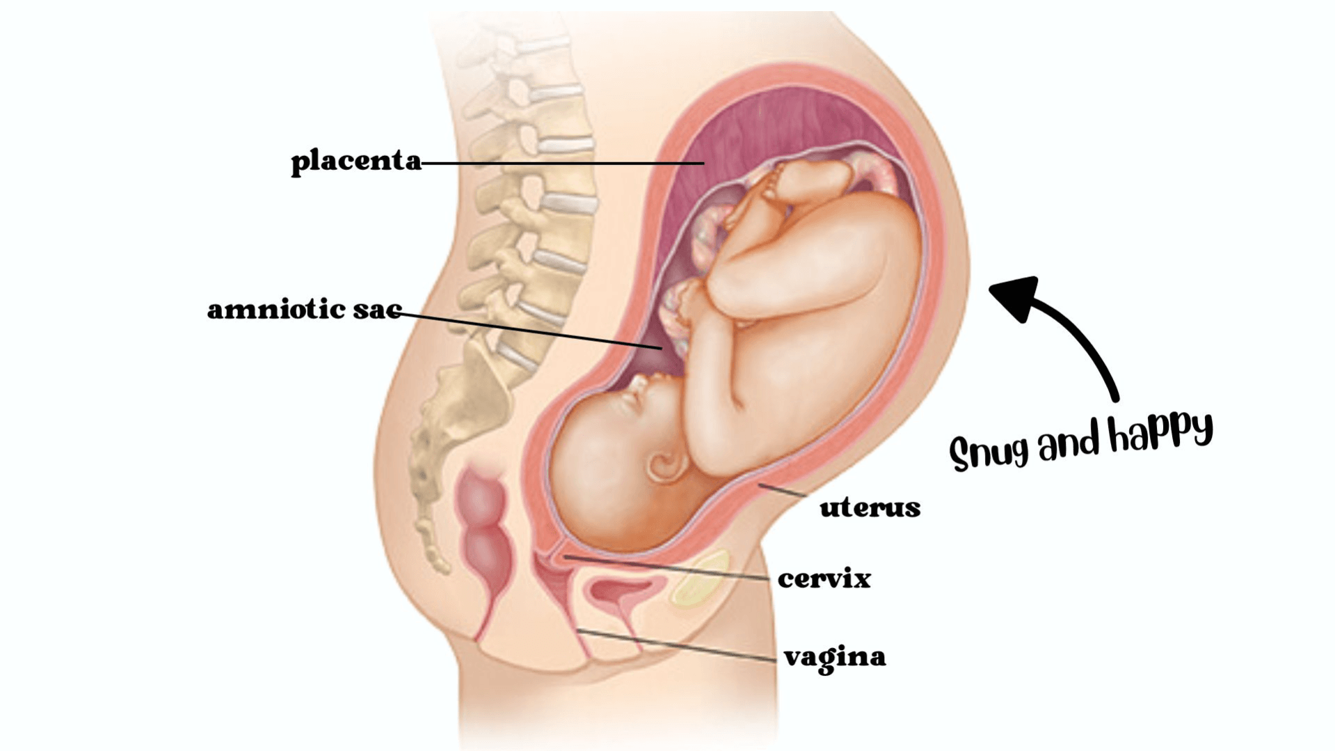 Antenatal Course & Workbook Template