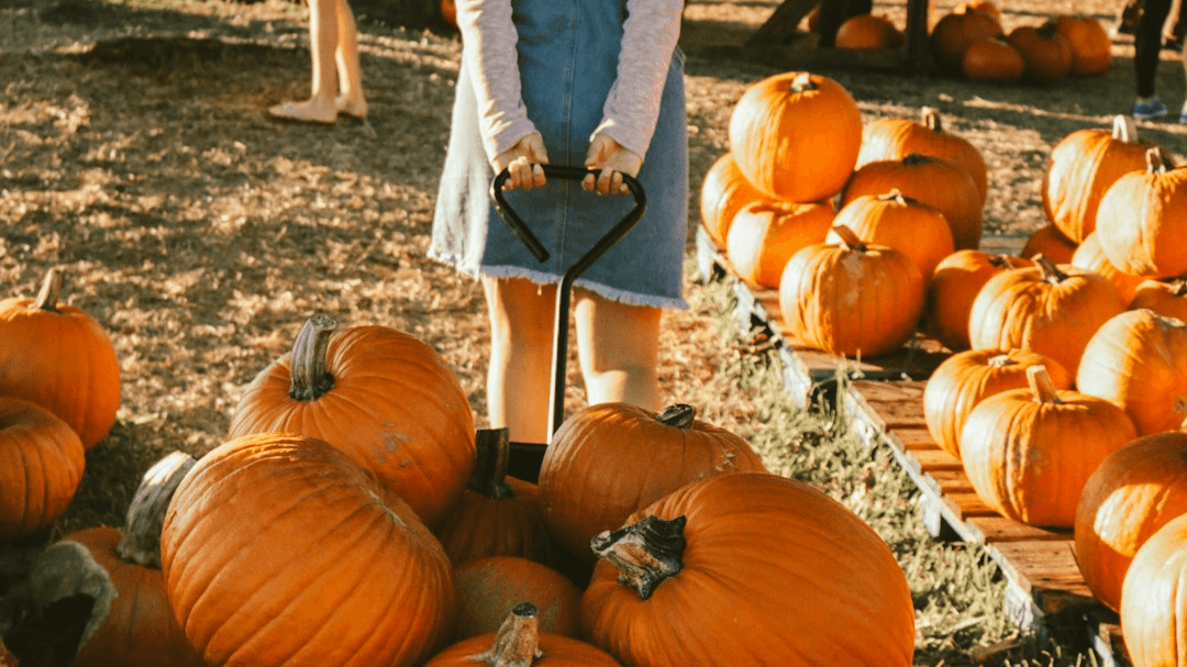 Roseville Fall Guide
