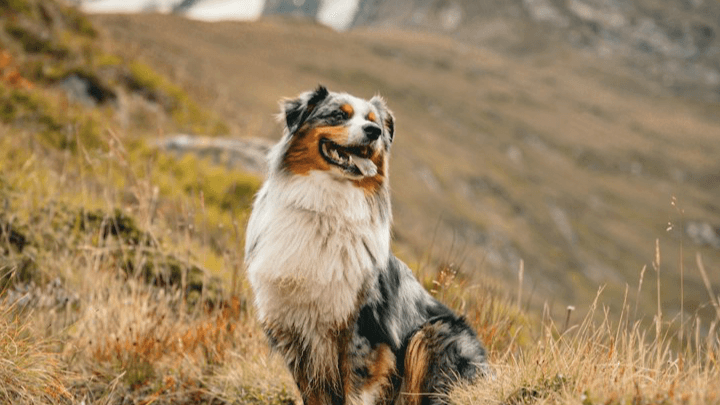 Pet Friendly Organic Tick & Insect Repellent