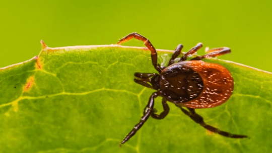 Organic Tick and Insect Body Spray Repellent