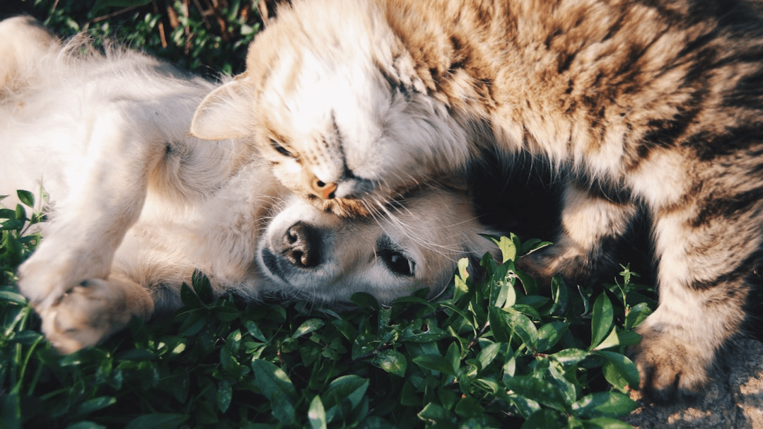 Intuitive Animal Session