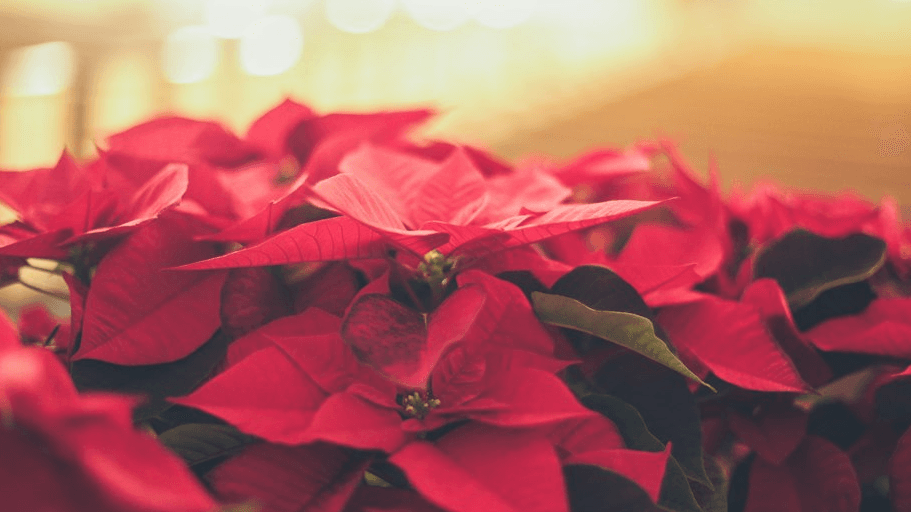 12/5/26 Serenidad & Nochebuena Virtual Retreat