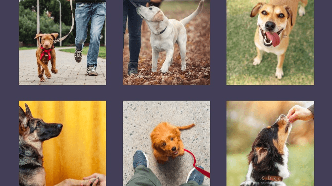 E-Book: Your Dog Training Roadmap