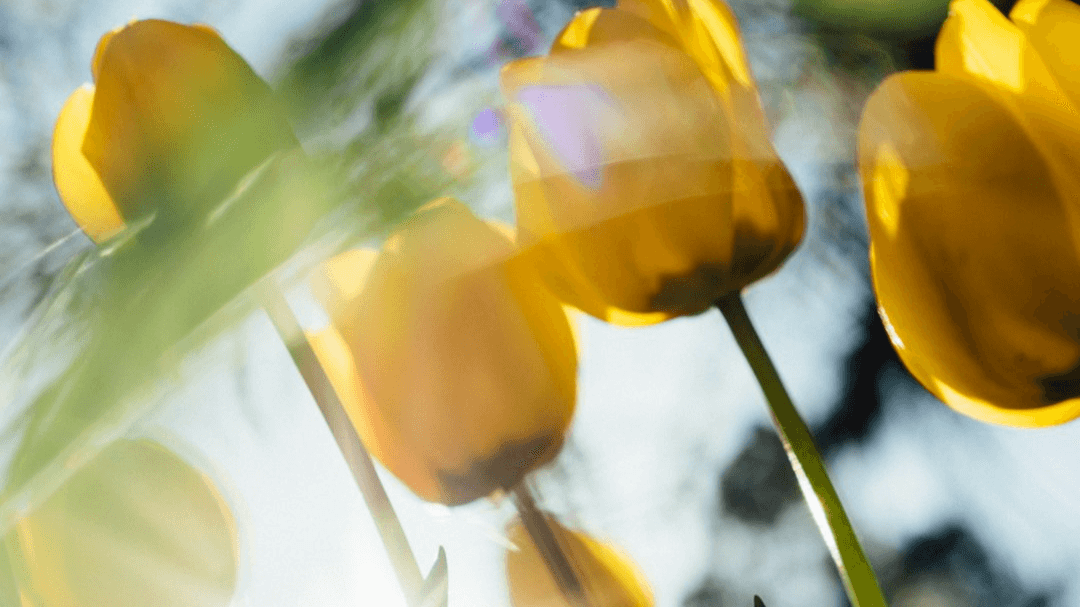 Equip & Grow: Curated Christian Resources