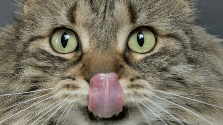 HOMEMADE CAT FOOD - FOR HAIRBALL PREVENTION
