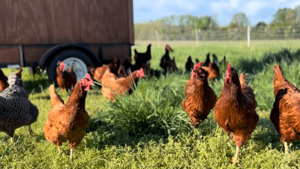 Get my Raising Laying Hens Course!