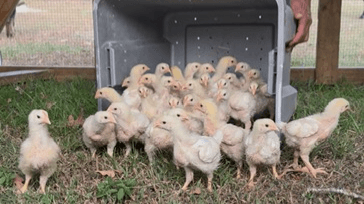 Pasture to Plate: The Decision Guide