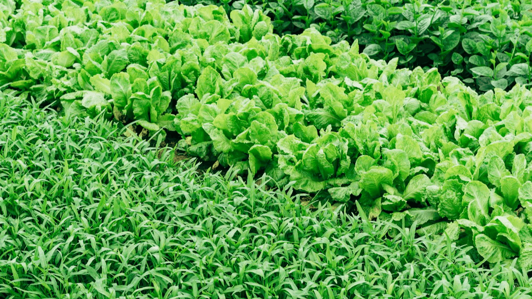 Farm & Garden Consulting Session