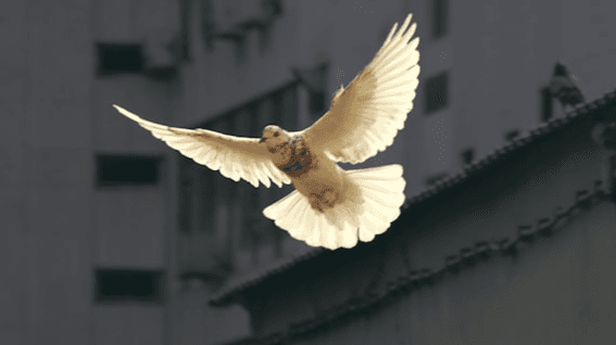 Everyday Mindfulness for Lawyers (Free Guide)