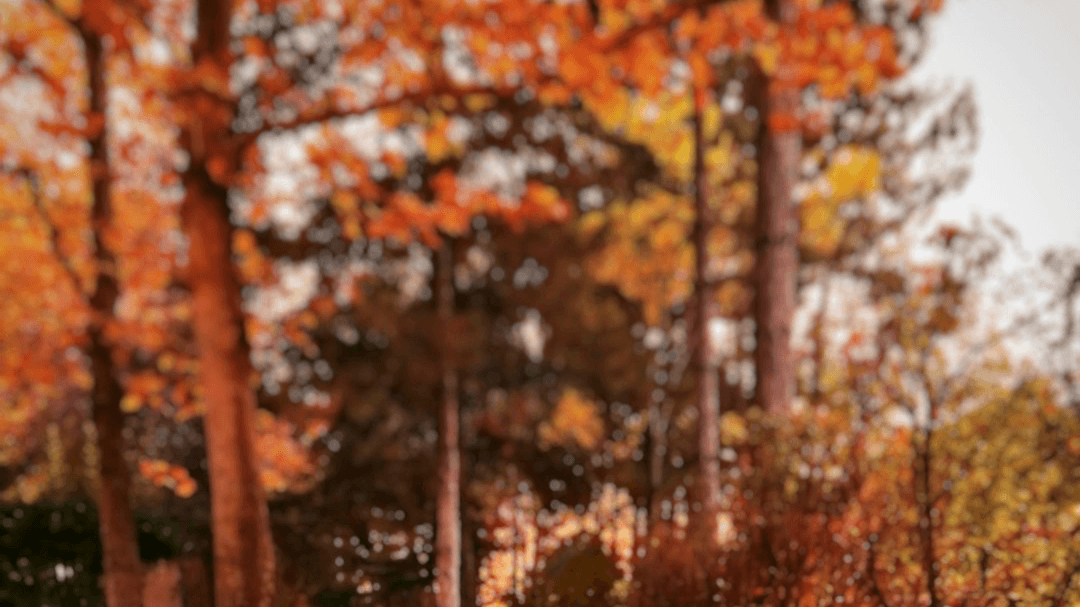 LUGARES PARA VISITAR EN DAHLONEGA GEORGIA