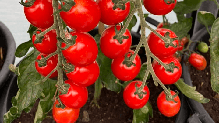 How To Grow Bigger And Better Tomatoes