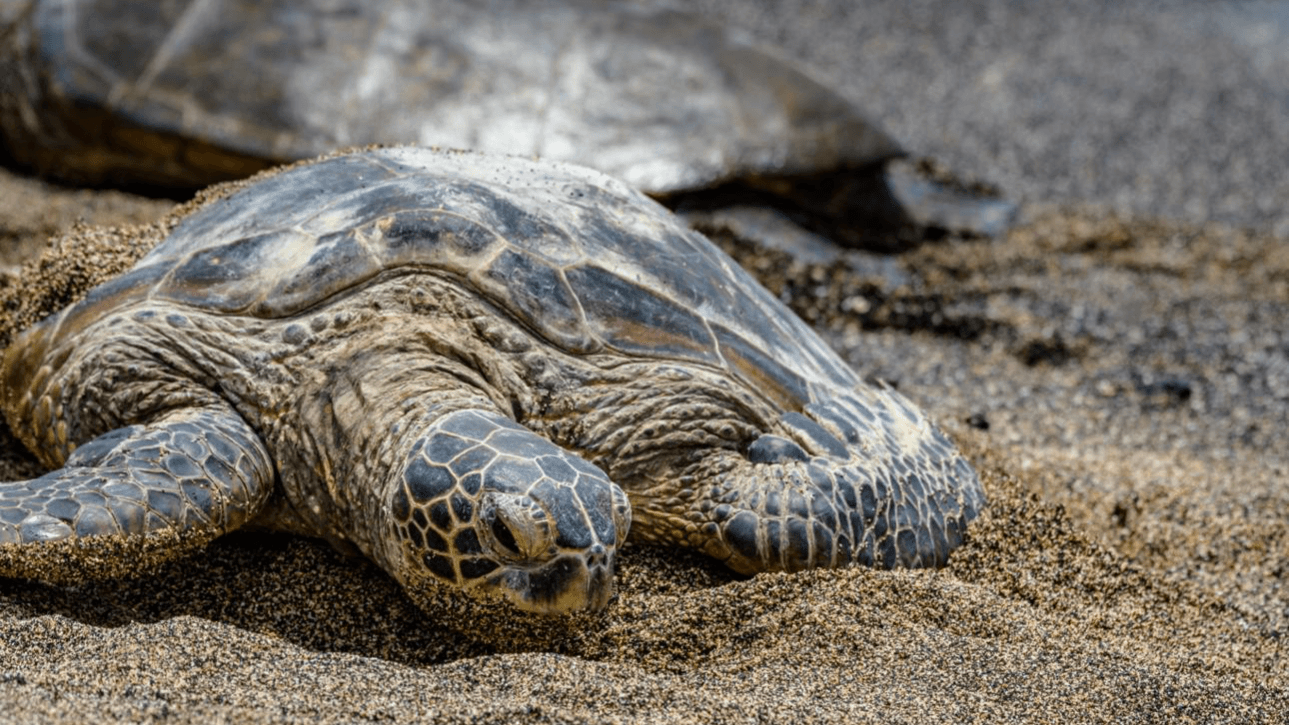 Beyond The Resorts: 10 Underrated Kona Spots