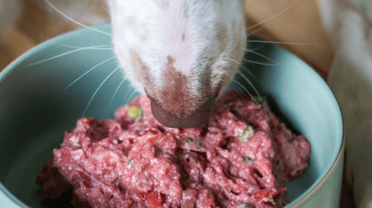 Starter Wellness Plan 1 pet