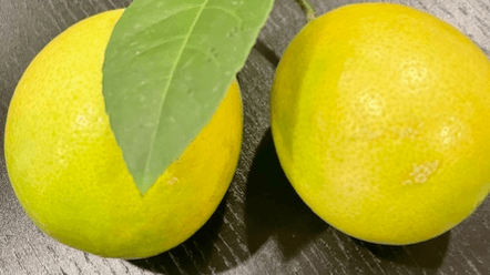 Lemon Tree Care Guide for Containers