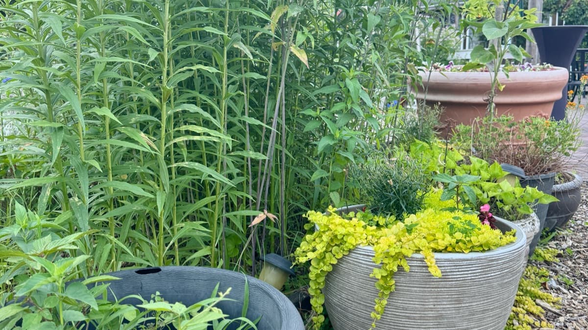 Garden Troubleshooting Guide