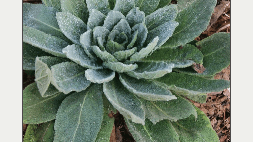 Mullein Guide: The herb for lungs and back pain.