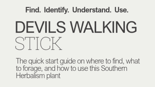 Devils Walking Stick Guide (Find, Harvest, Use)