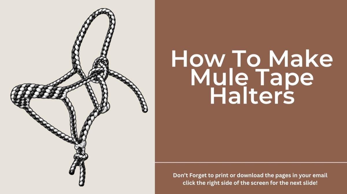 Mule Tape Halter Braiding Masterclass