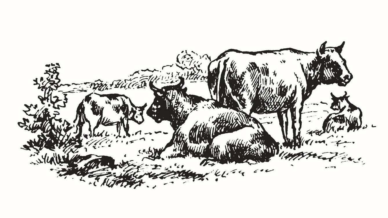 Cow Herd Management Records