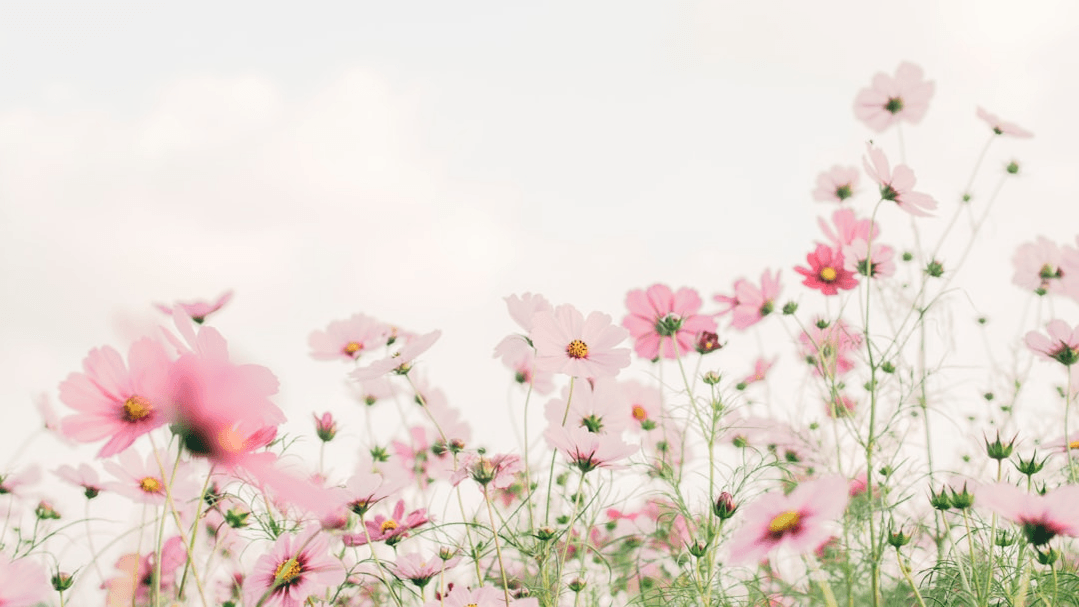 Q2 | Spring Mailer Pack: 3 Done-For-You Templates