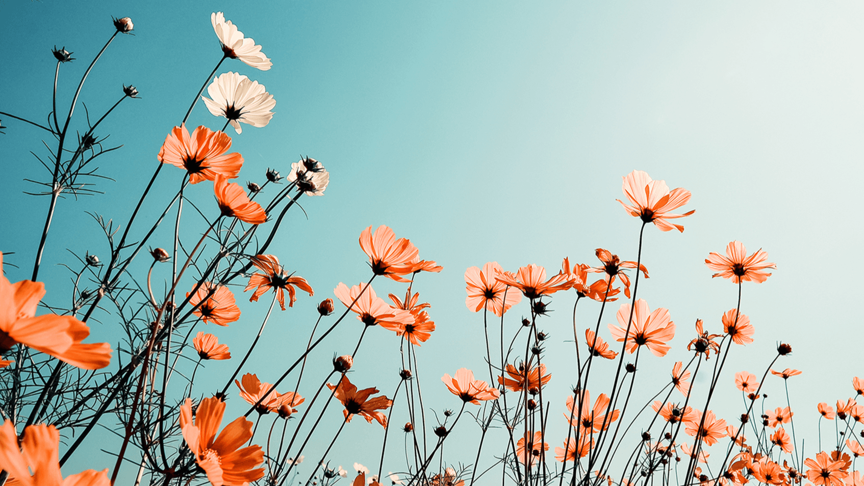 The Miracle Mindset Practice Bundle