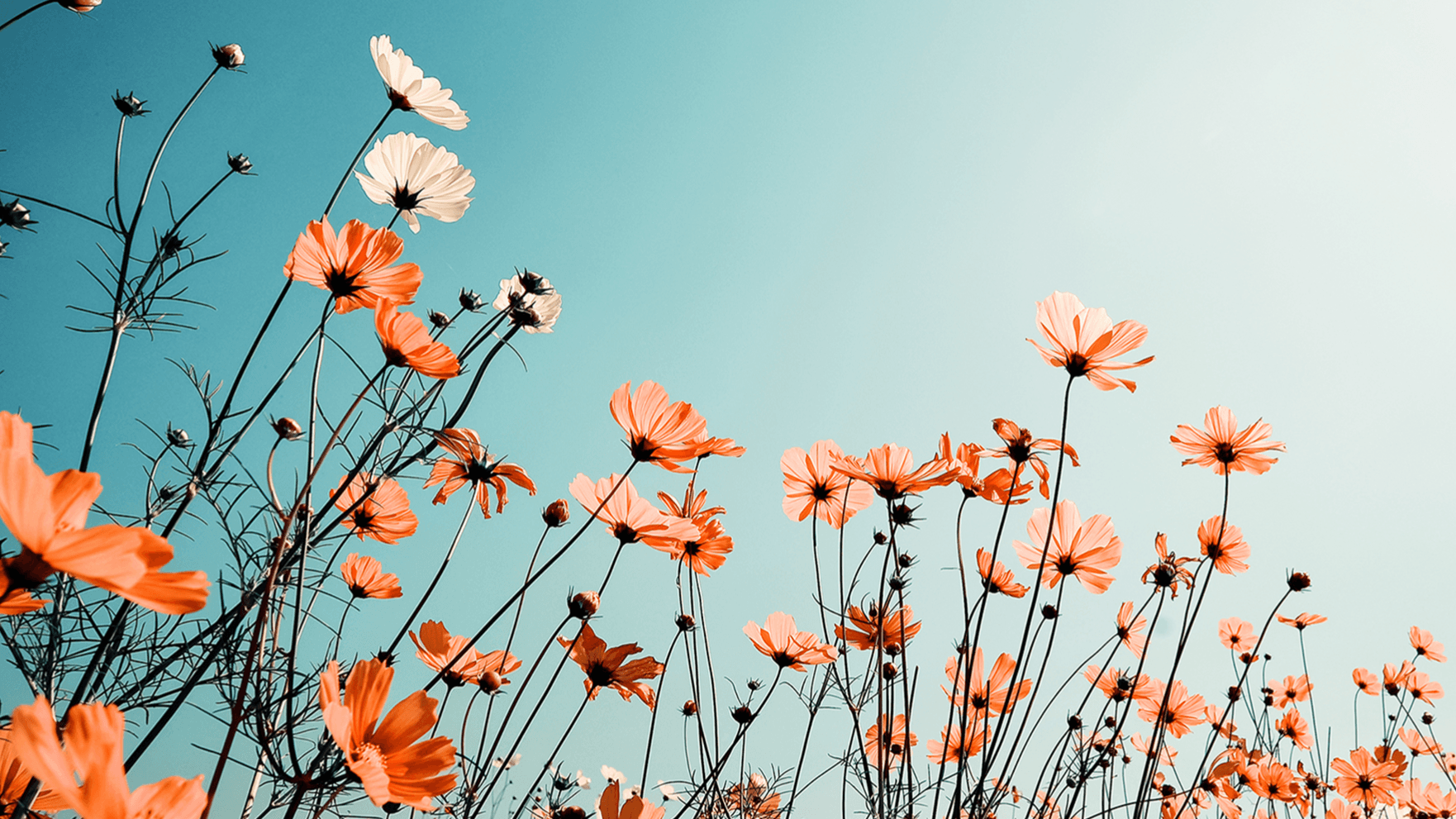 The Miracle Mindset Practice