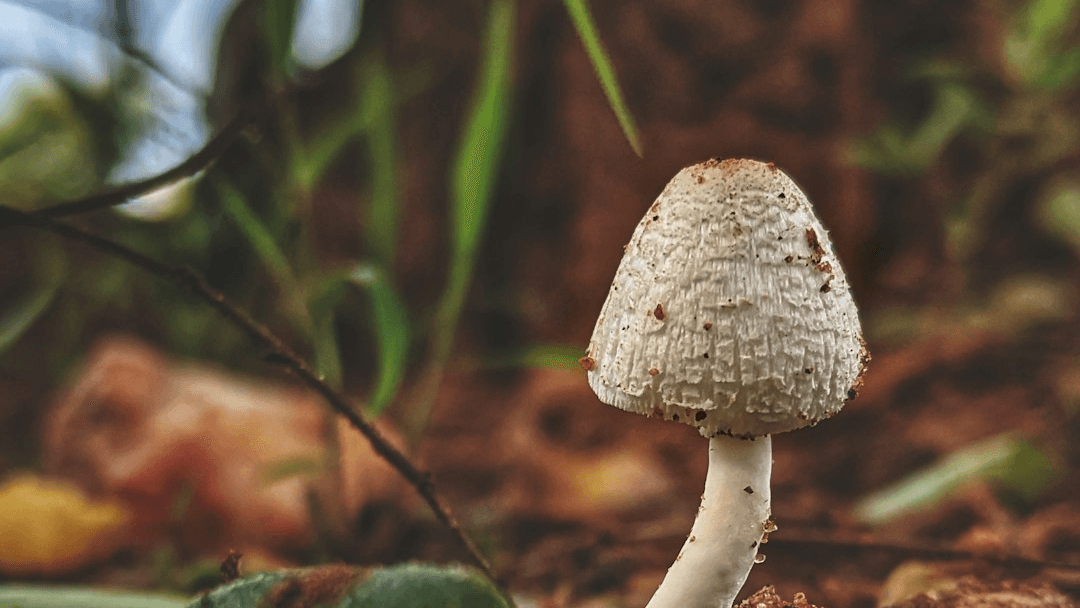Microdosing for BPD