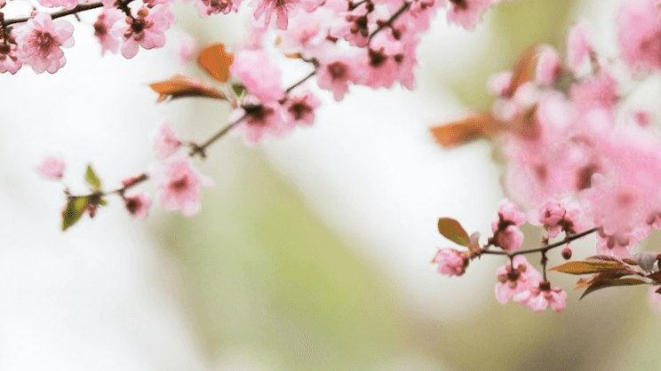 7-Day Joy Reset