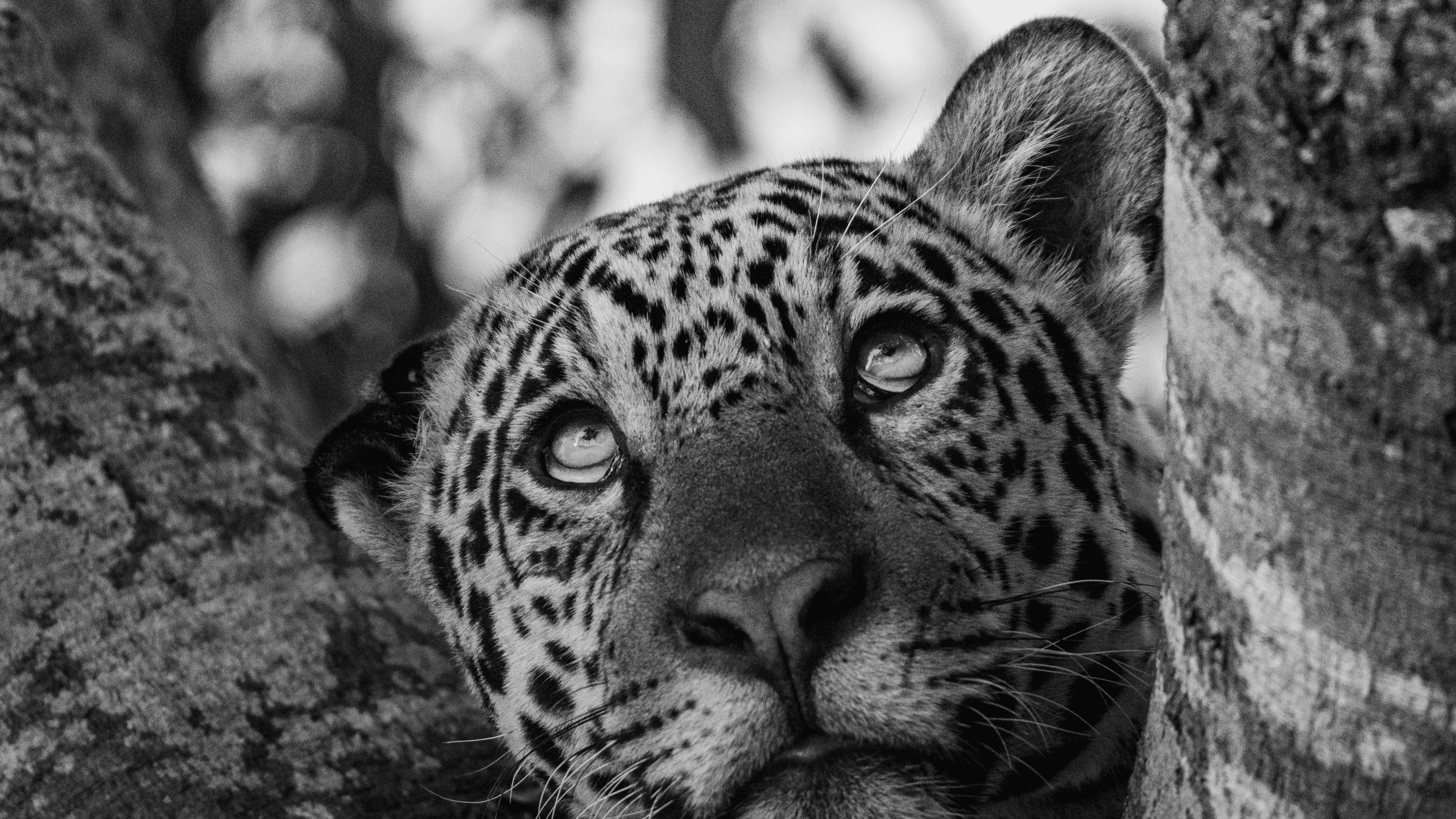 Black & White Presets Collection