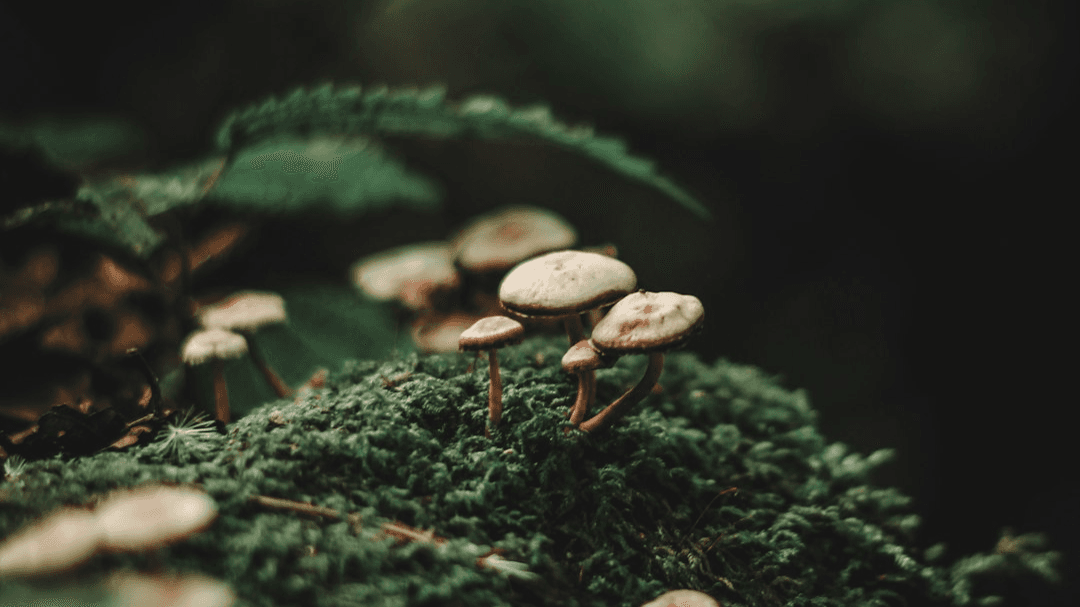 A Conscious Approach to Psychedelics: 3 Part Guide