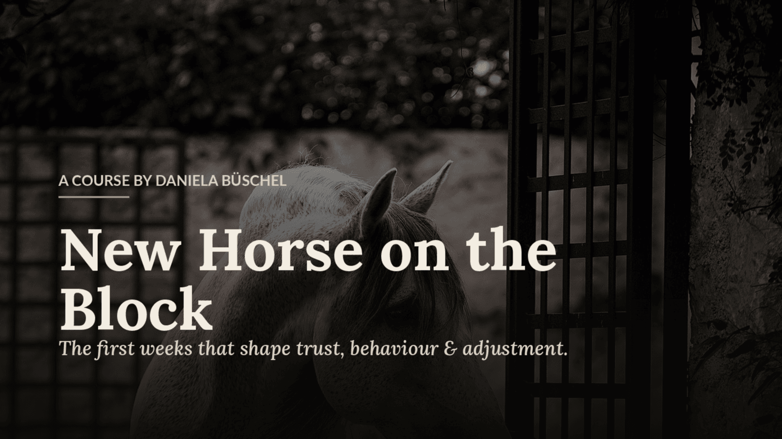 New Horse on the Block
