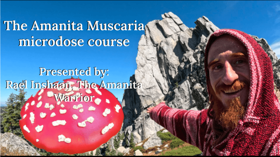 Amanita microdose course