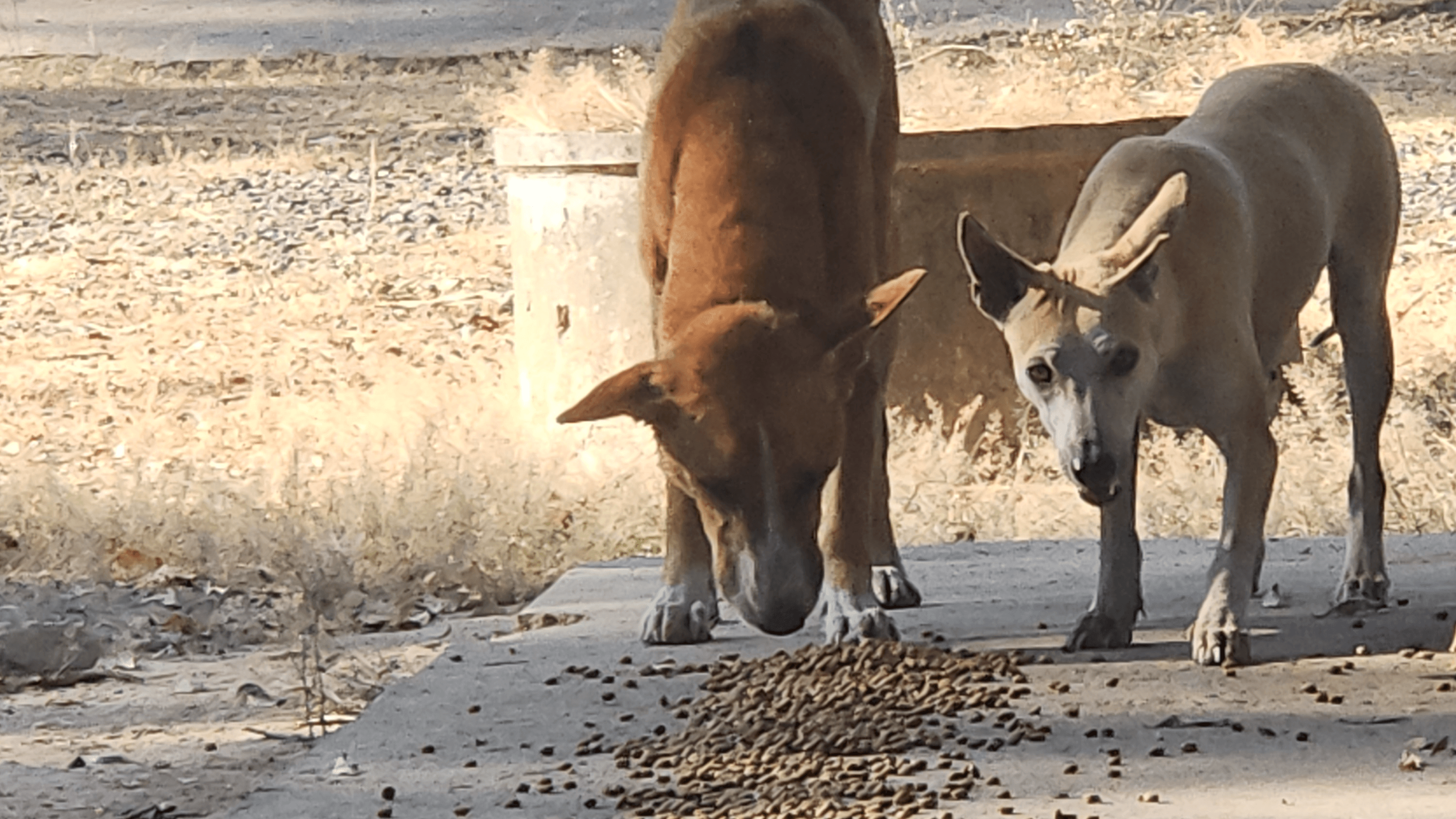 🐾 Join Our Dog Community