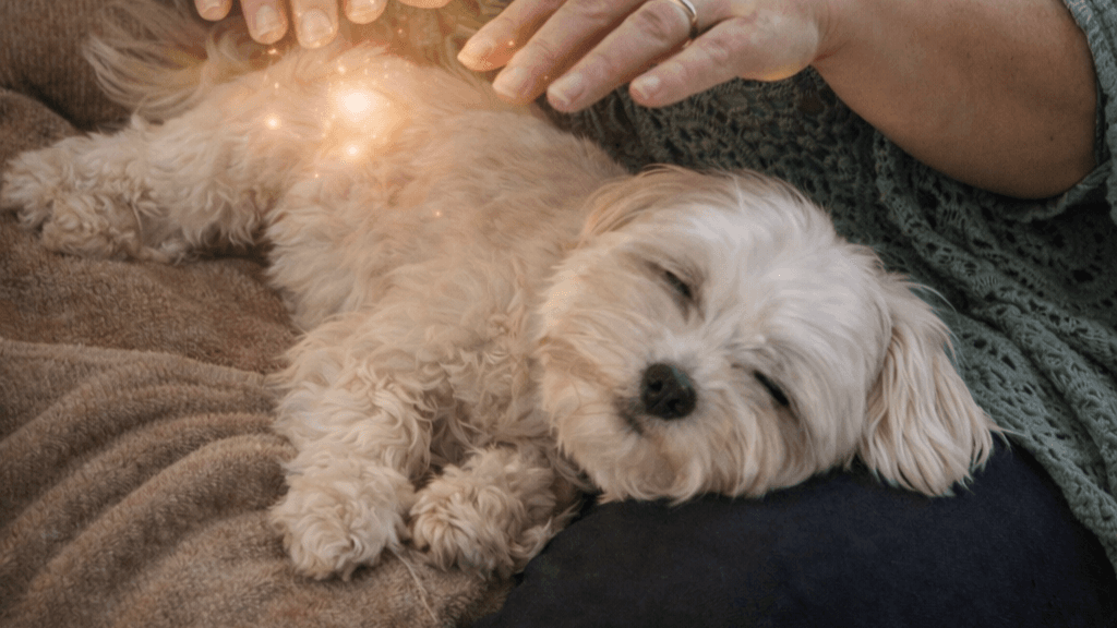 Soin Énergétique pour Animaux