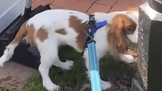 House Training Rescue for Busy Dog Moms