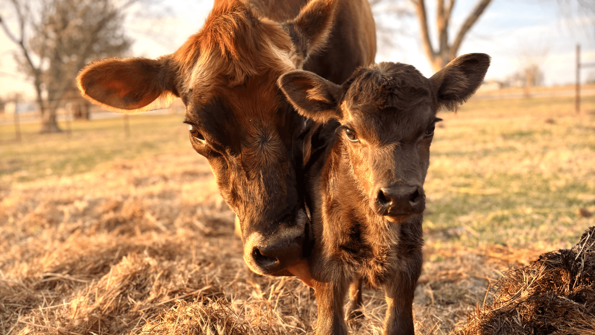 Family Milk Cow Pre-Arrival Checklist