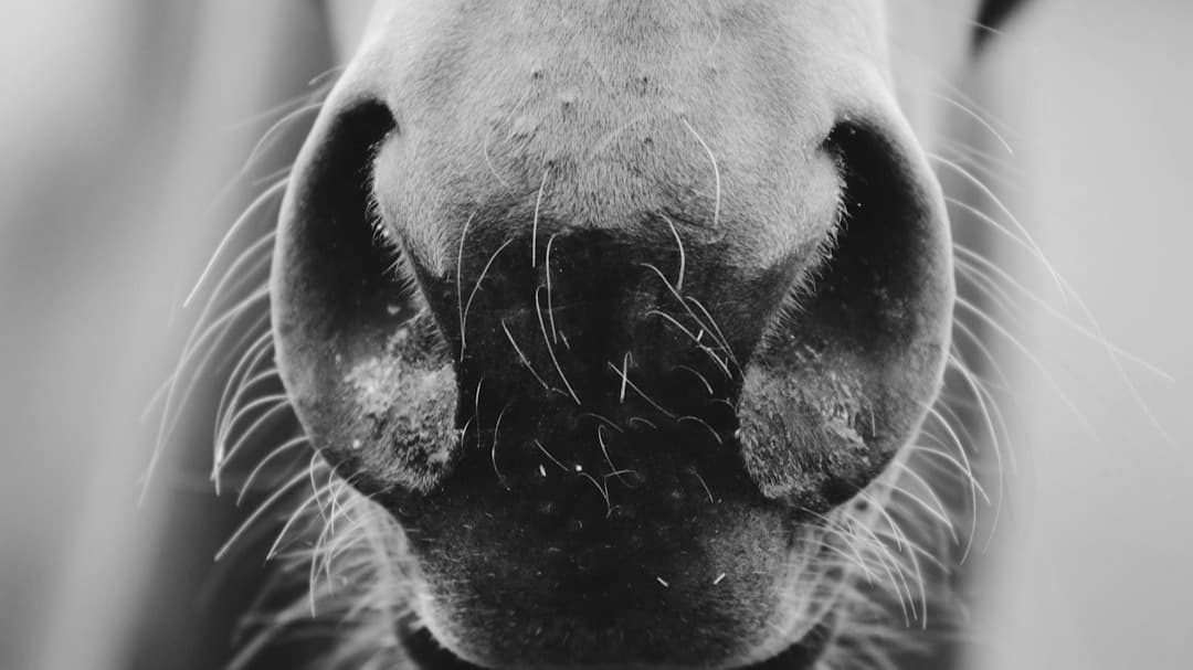 Core Strength For Equestrians Ebook