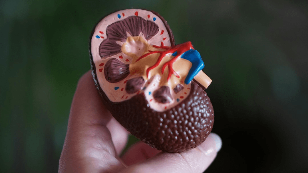 Your Kidney Numbers: A Nurse’s Plain-English Guide