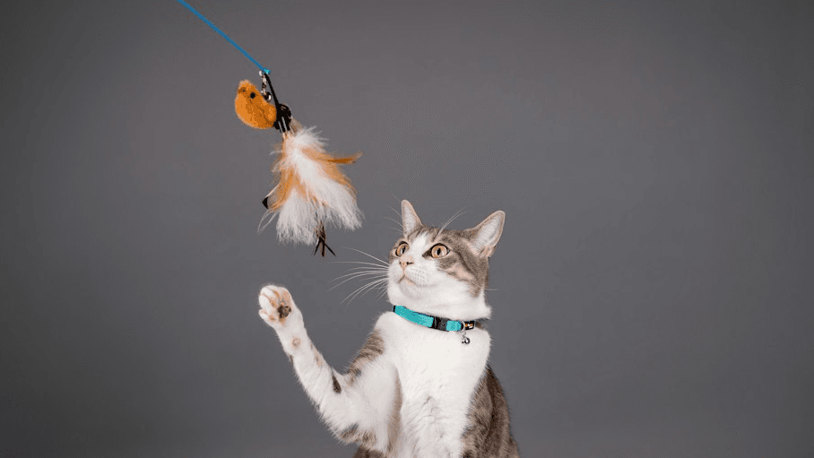THE CAT TRAINER