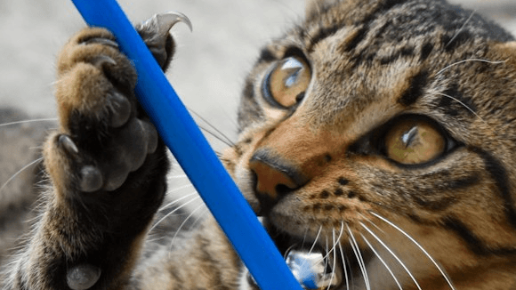 Get Your Cat Boredom Challenge Guide Today!