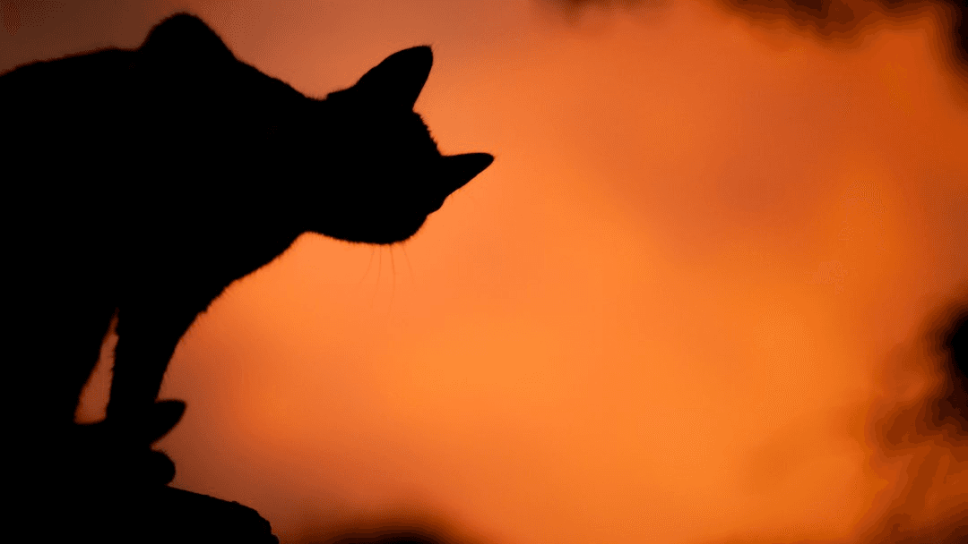 Get Your Halloween Pet Wallpapers Now!