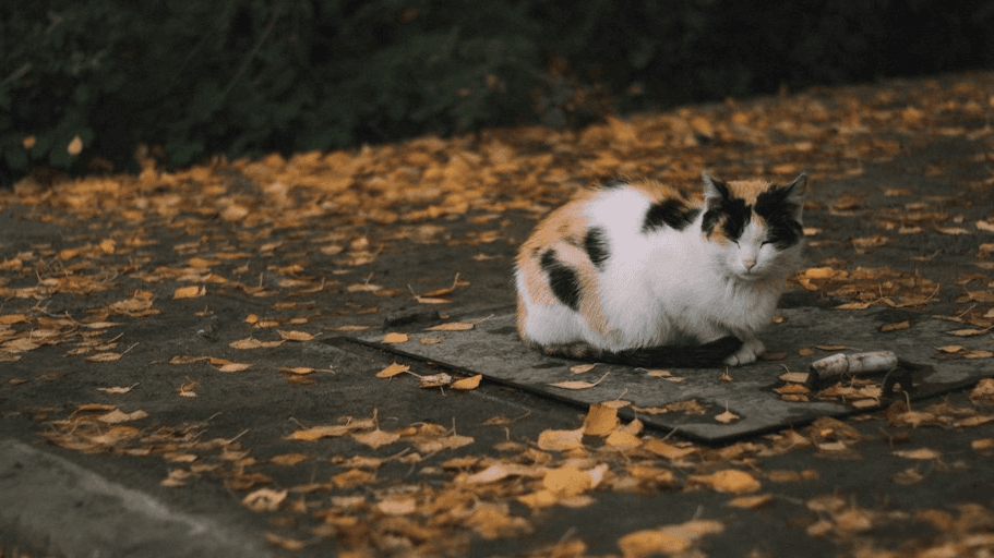 Get Your Fall Pet Wallpapers Now!