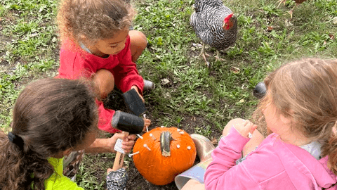 Pumpkins & Seeds Activity Pack ๐